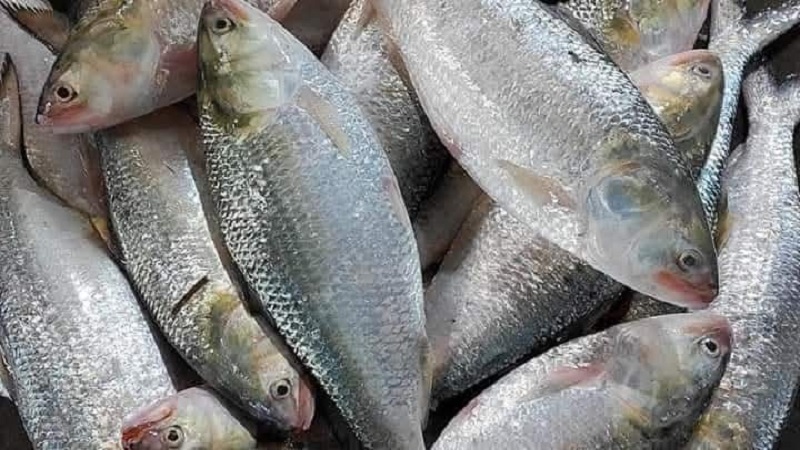 দুর্গাপূজায় ভারতে যাচ্ছে ১২০০ টন ইলিশ