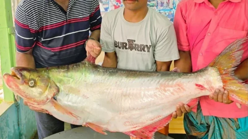 পদ্মার ১১ কেজির ঢাই মাছ, বিক্রি ৪৬ হাজার টাকায়