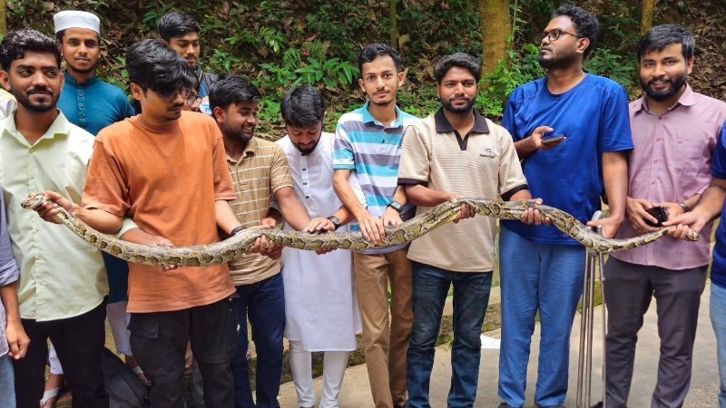 চট্টগ্রাম বিশ্ববিদ্যালয়ে এবার দেখা মিললো বার্মিজ পাইথনের।