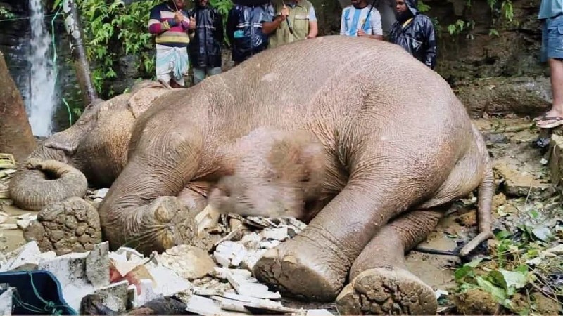 পাহাড় থেকে পড়ে গুরুতর আহত বন্য মা হাতির মৃত্যু