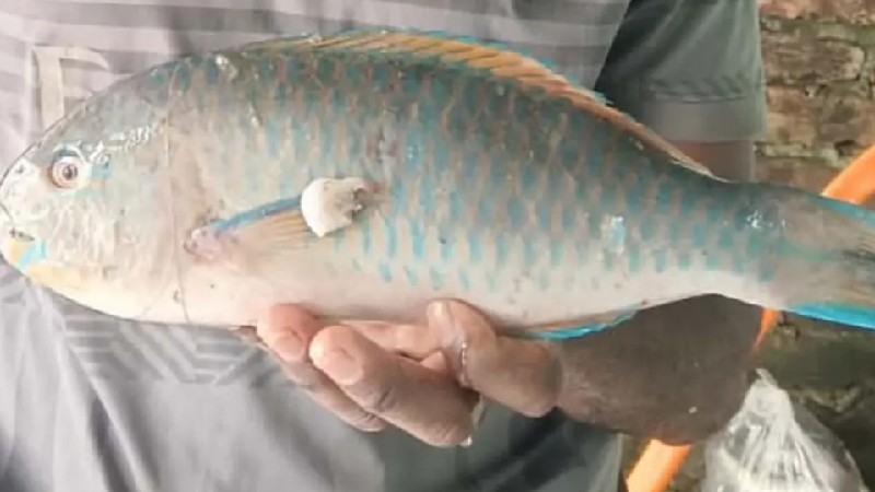 কুয়াকাটার গভীর সমুদ্রে জেলের জালে ধরা পড়ল বিরল প্যারট ফিশ